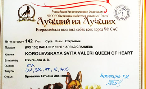 Korolevskaya Svita Valeri Queen of Heart на выставке "Лучший из Лучших"